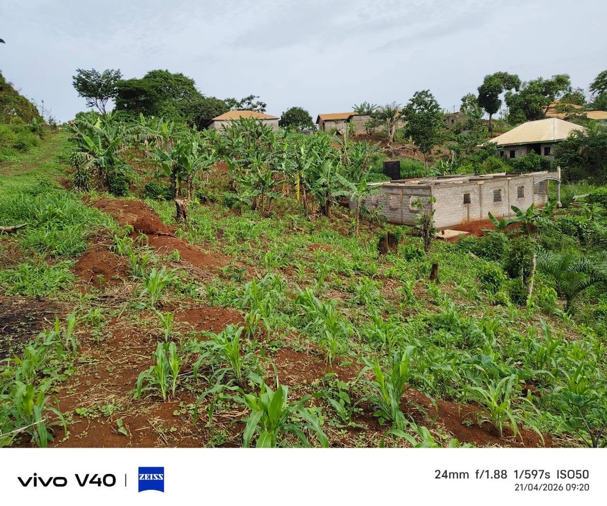 Terrain titré et lotis à vendre – Éleveur, Yaoundé