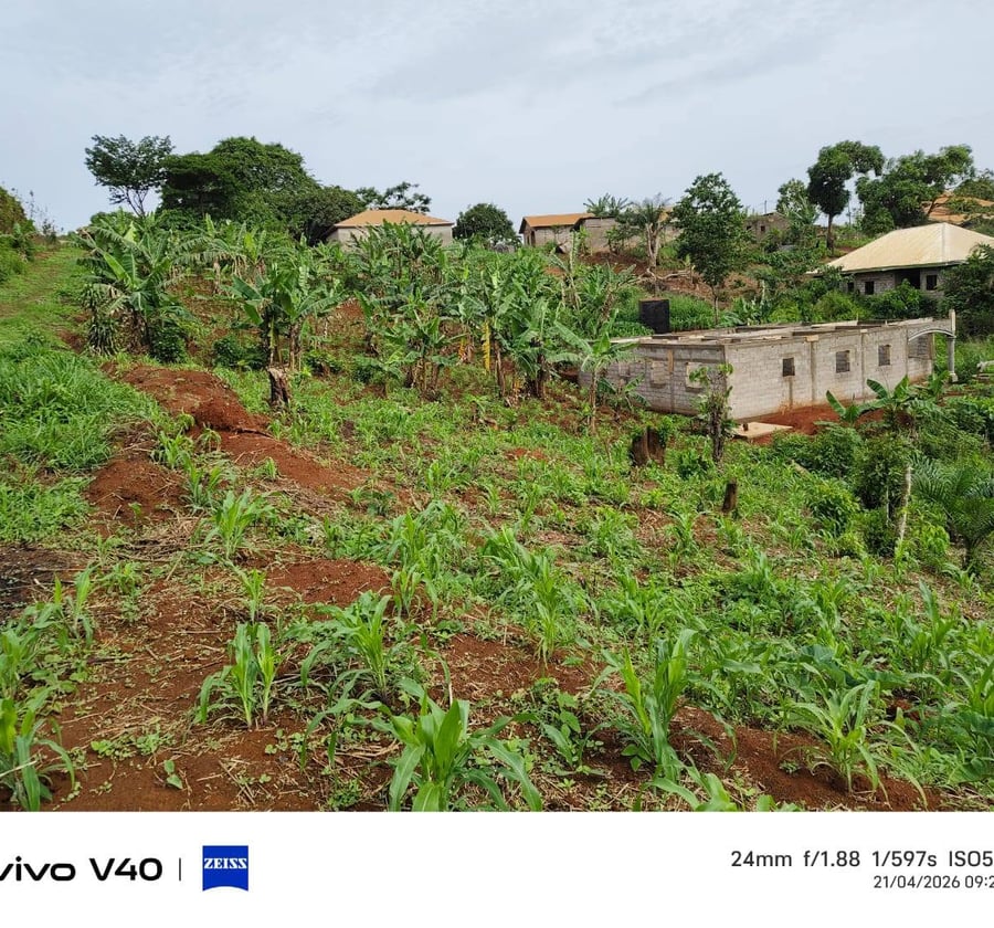 Terrain titré et lotis à vendre – Éleveur, Yaoundé