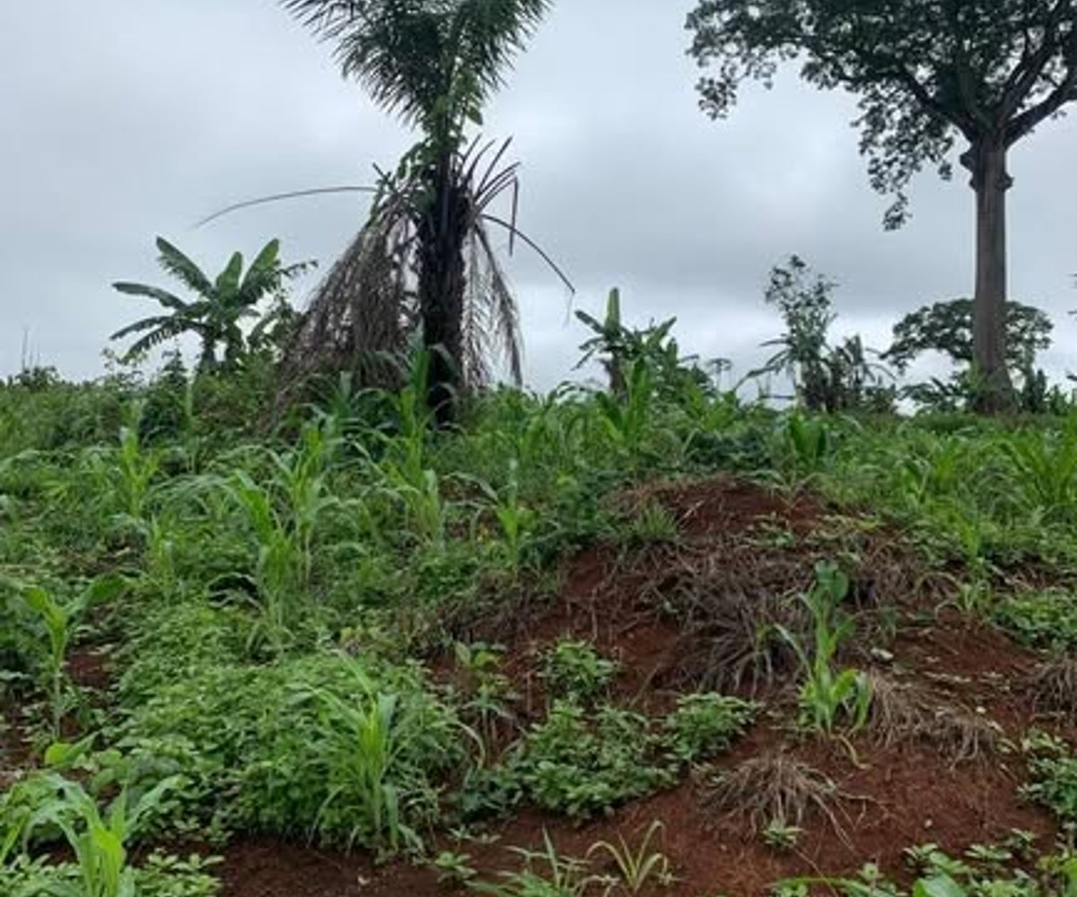 Terrain titré à vendre à Soa (Yaoundé) - 9 ha