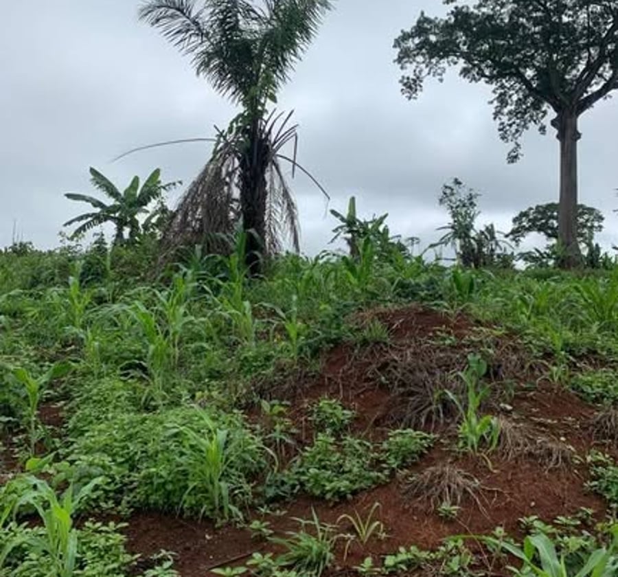 Terrain titré à vendre à Soa (Yaoundé) - 9 ha
