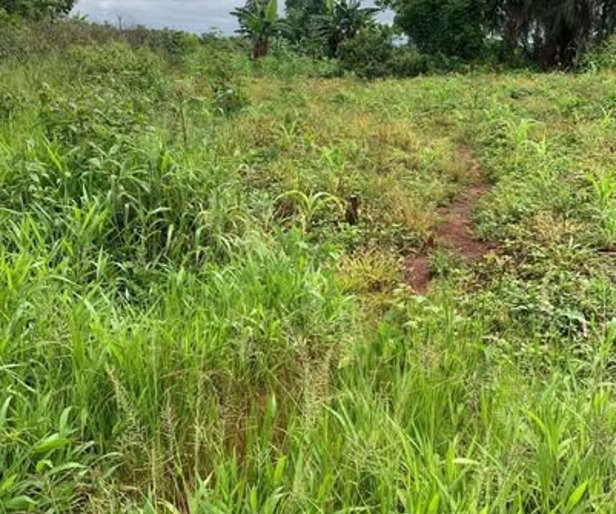 Terrain titré à vendre à Soa (Yaoundé) - 9 ha