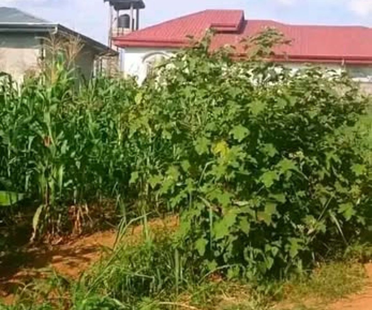 Lot résidentiel 500 m² à Odza, Yaoundé