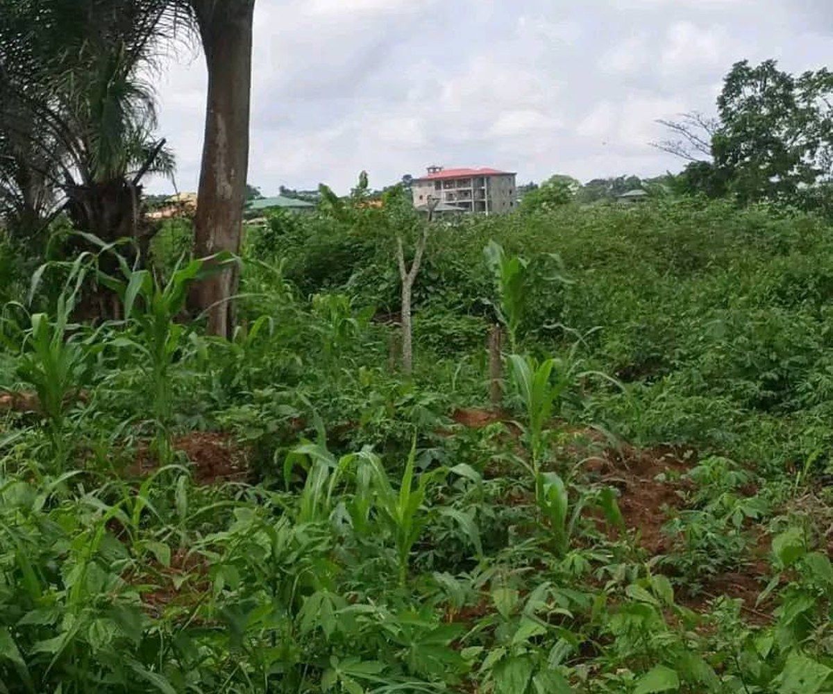 Terrain à vendre - Mballa Éleveur, Yaoundé