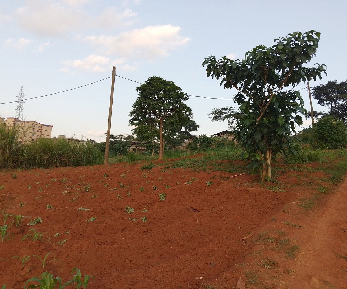 Terrain à vendre – Yaoundé Ekounou – 170 000 F CFA/m²