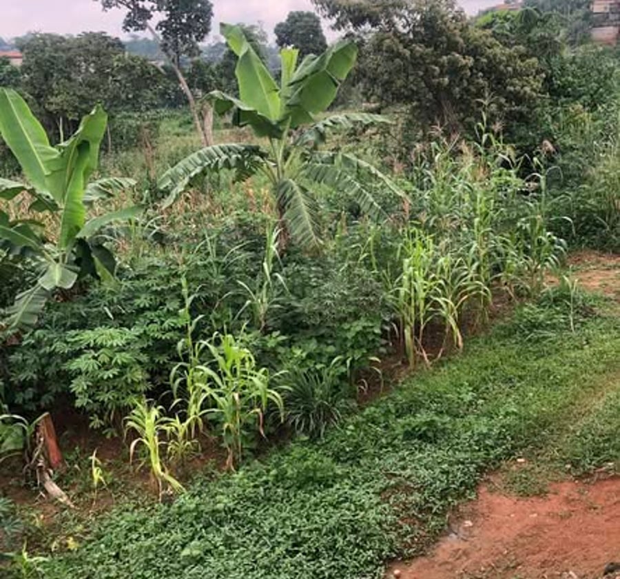 Terrain à vendre Nkoabang - 200 m²