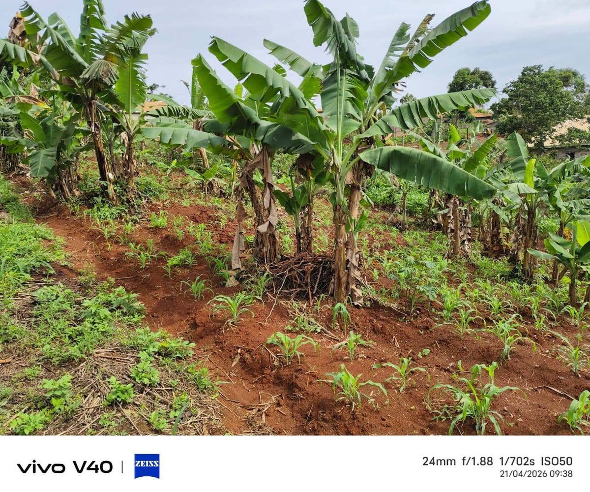 Terrain titré et lotis à vendre – Éleveur, Yaoundé