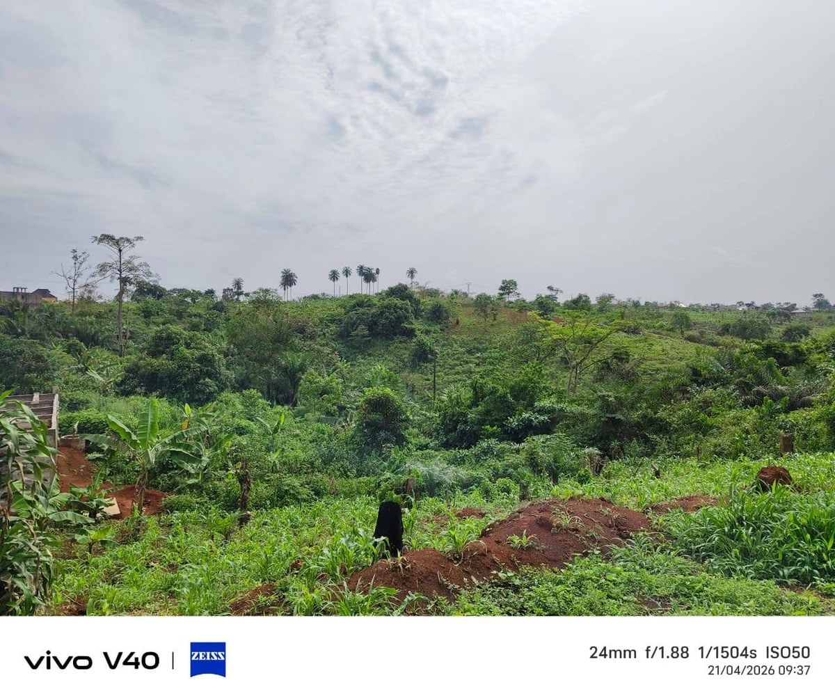 Terrain titré et lotis à vendre – Éleveur, Yaoundé