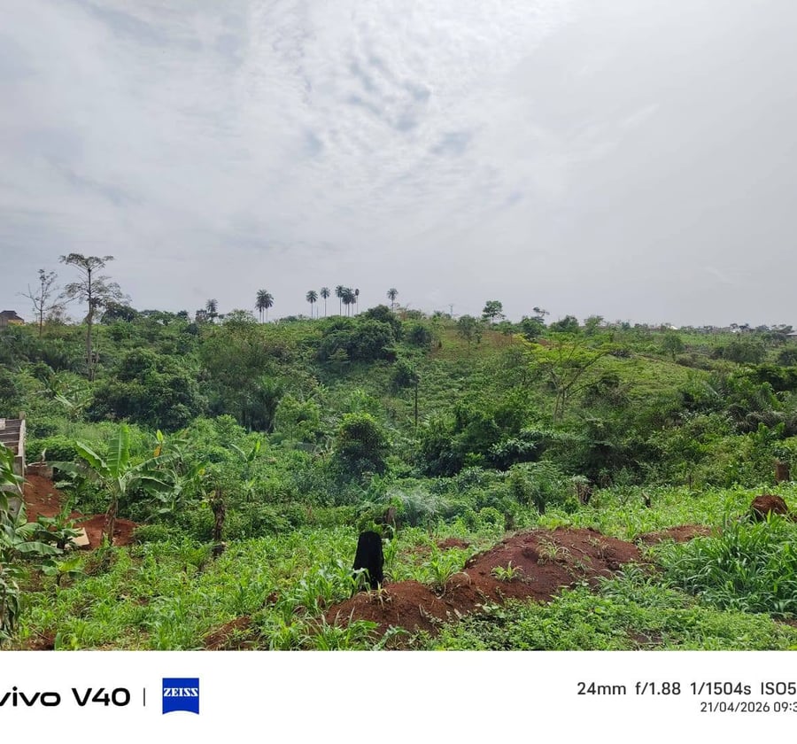 Terrain titré et lotis à vendre – Éleveur, Yaoundé