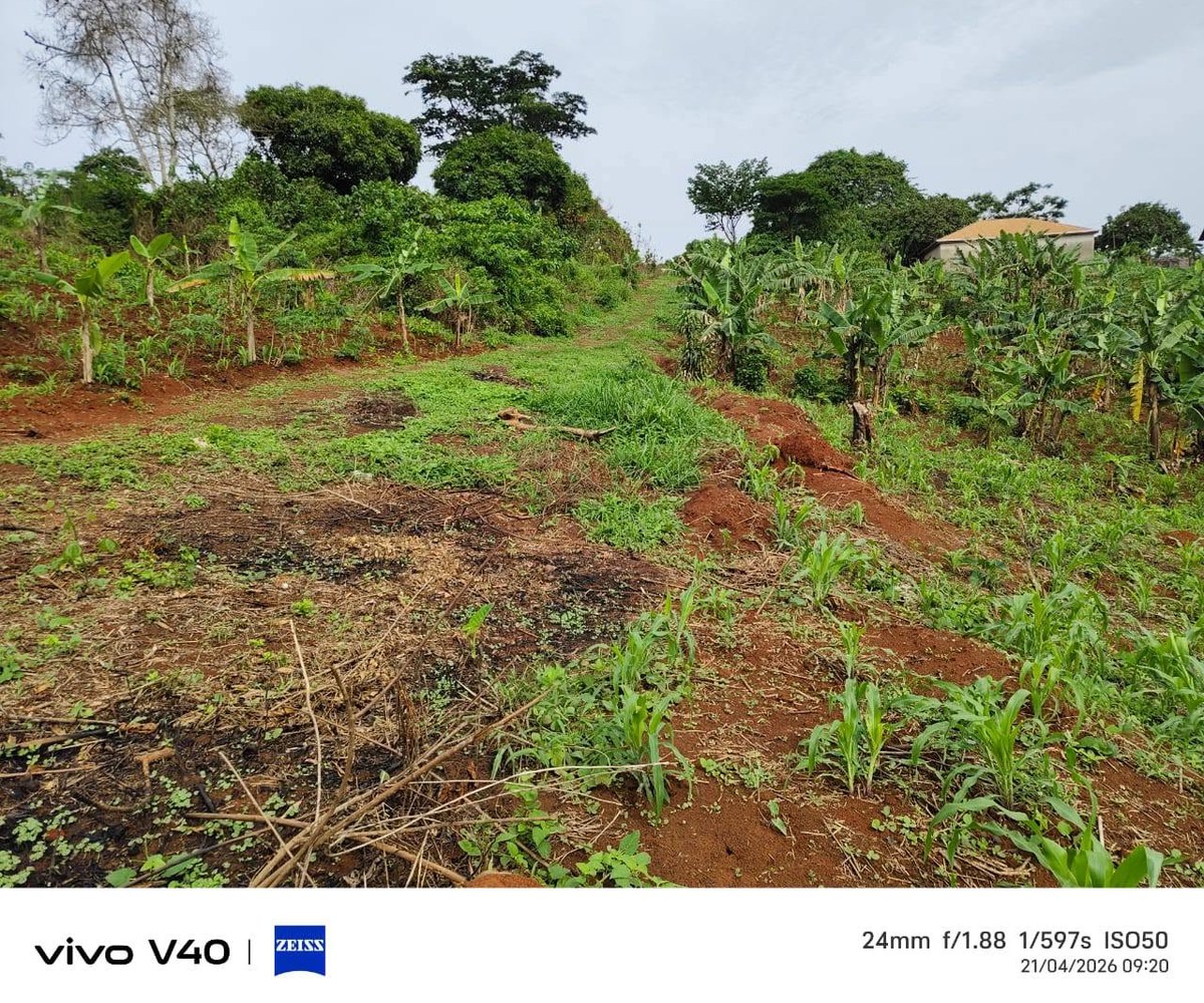 Terrain titré et lotis à vendre – Éleveur, Yaoundé