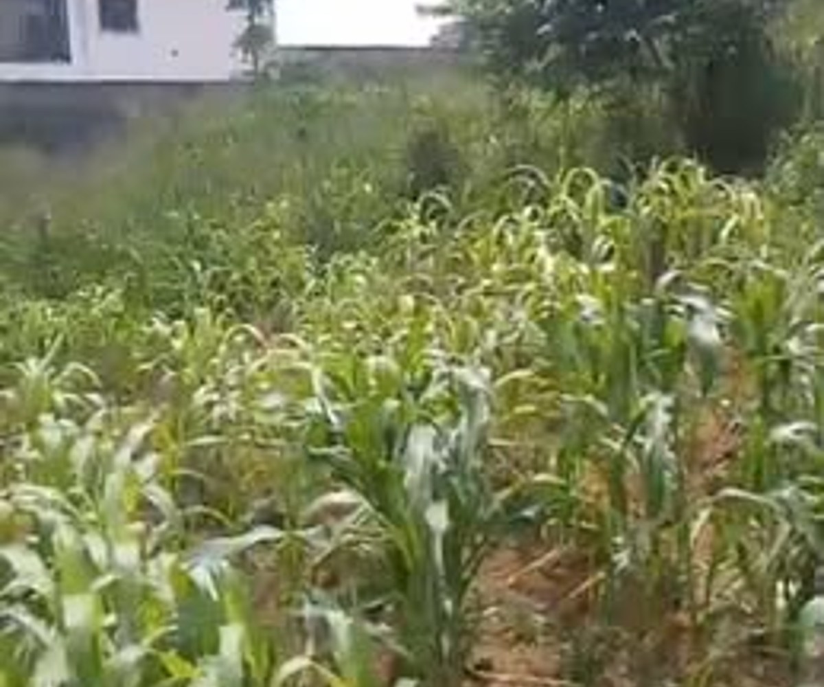 Terrain titré à vendre – PK17 près de la chefferie