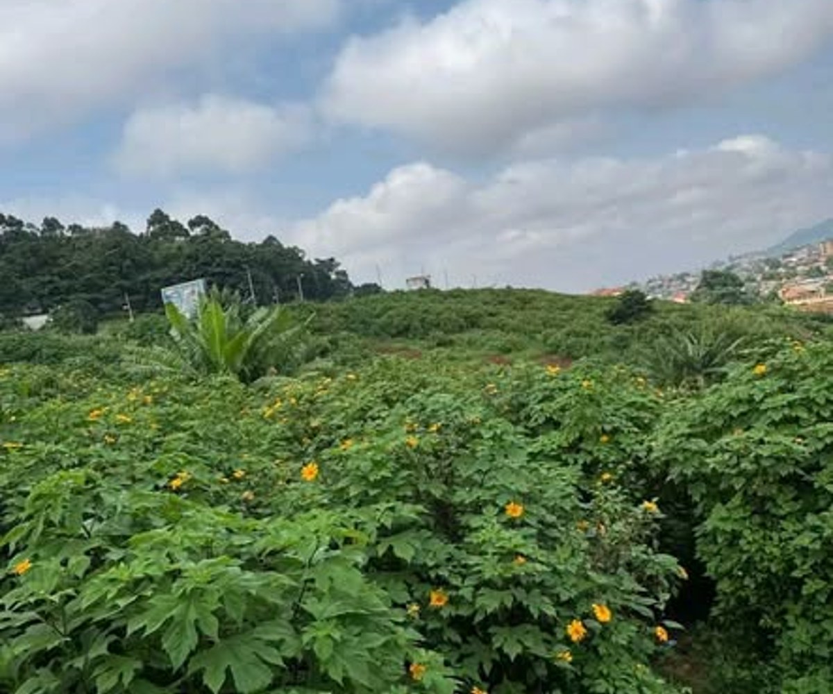 Terrain à vendre à Bastos (près du palais des congrès) - 2000 m²