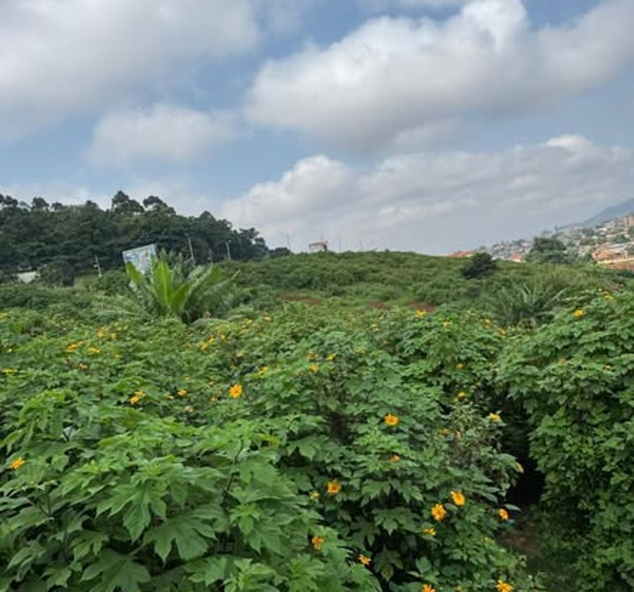 Terrain à vendre à Bastos