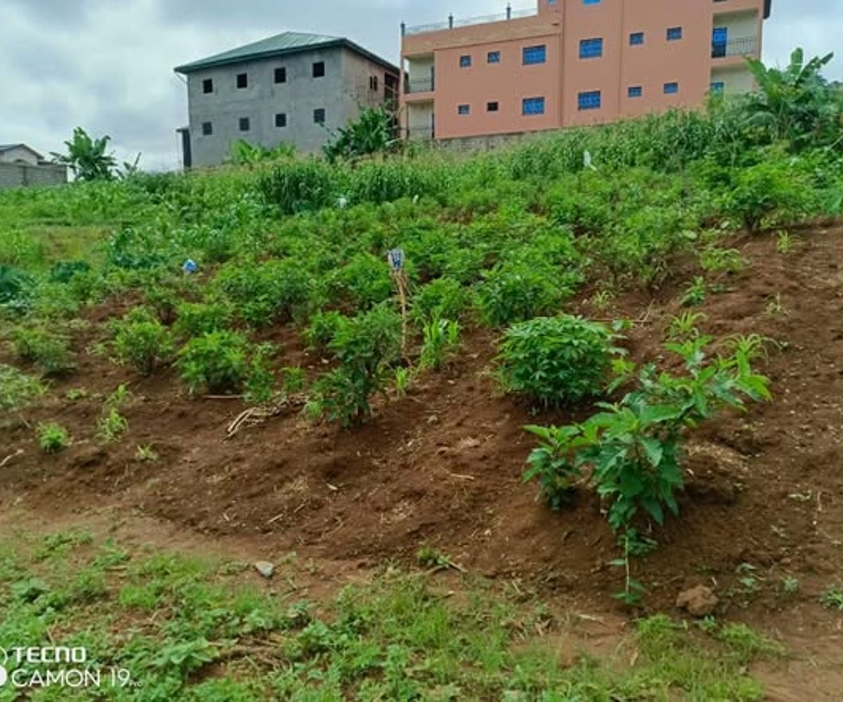 Terrain de 500 m² à Nkolbisson, Yaoundé