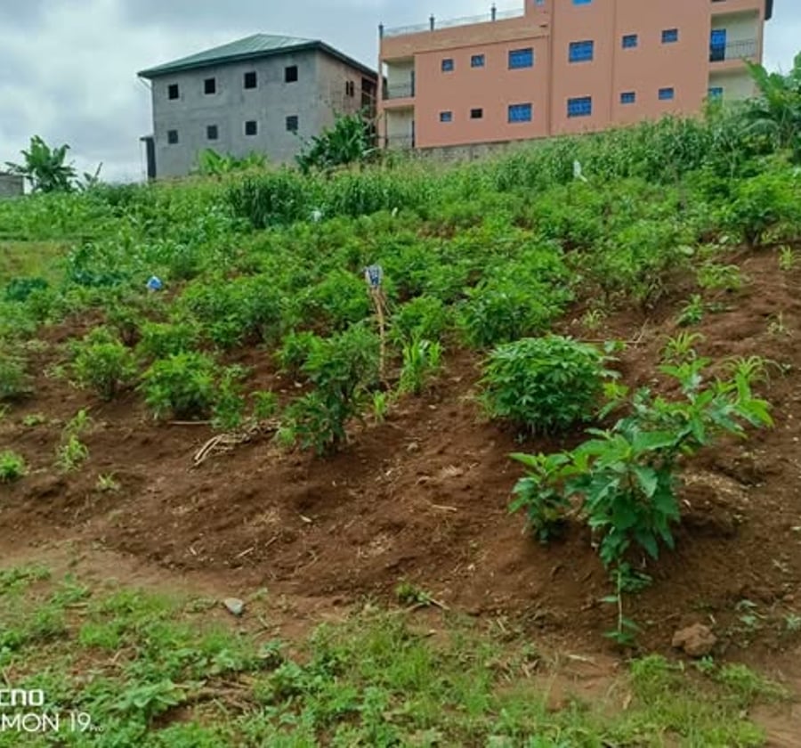 Terrain de 500 m² à Nkolbisson, Yaoundé