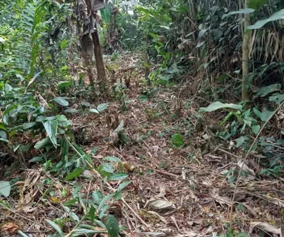 Terrain forestier à vendre - Messeng