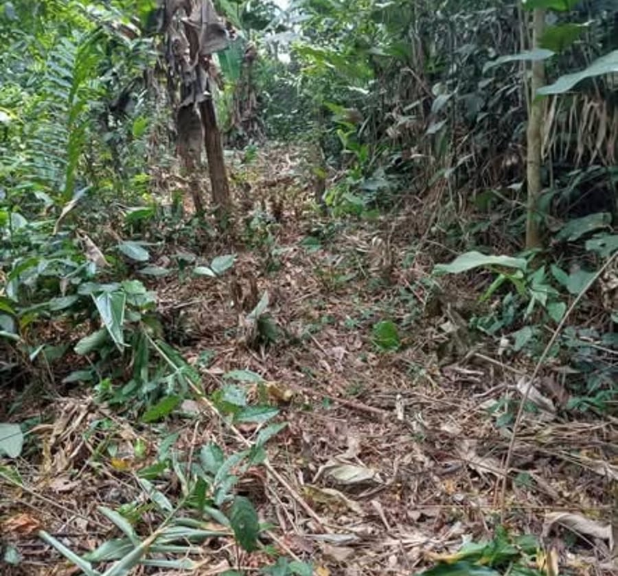 Terrain forestier à vendre - Messeng