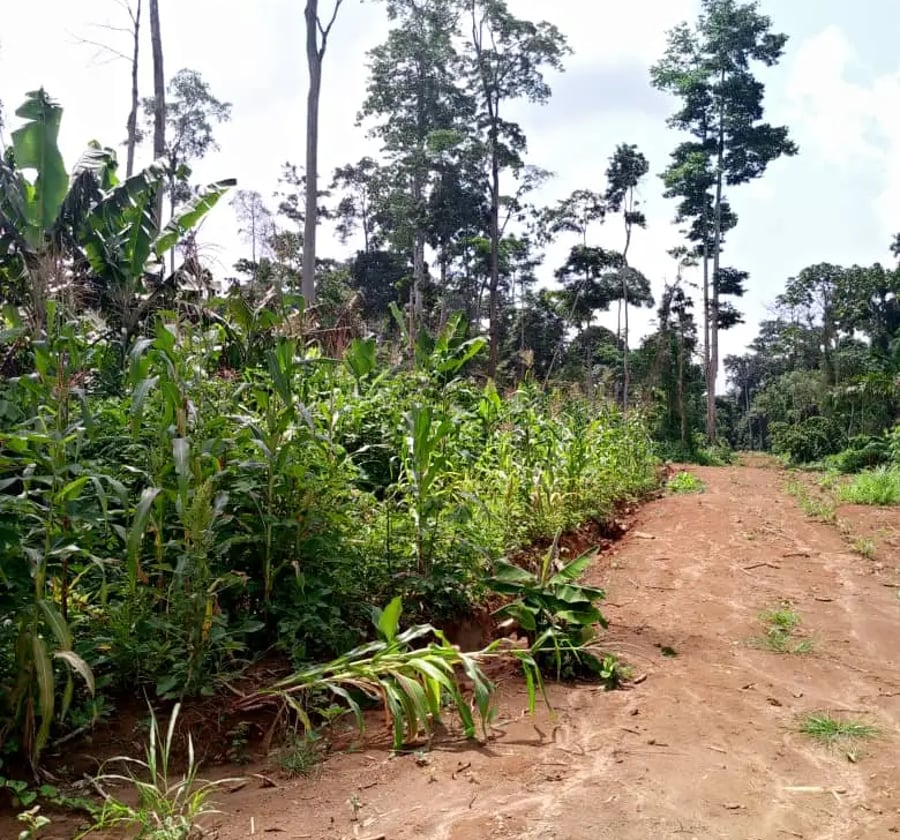 Land for sale in Yaoundé, Etoug-Ebe - FCFA 15000000 (negotiable | null )