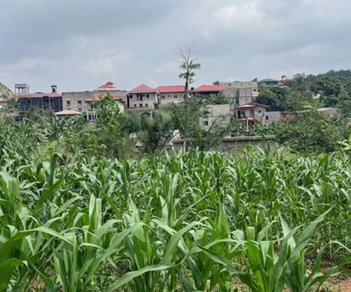 Terrain titré plat à vendre - Emana, Yaoundé