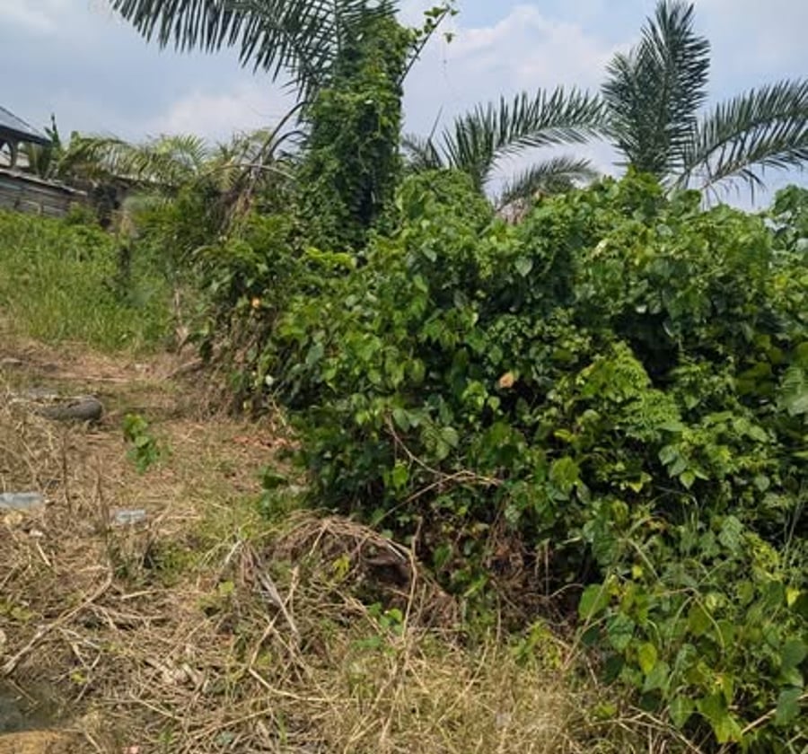 Terrain à vendre à Bonaberi, Douala