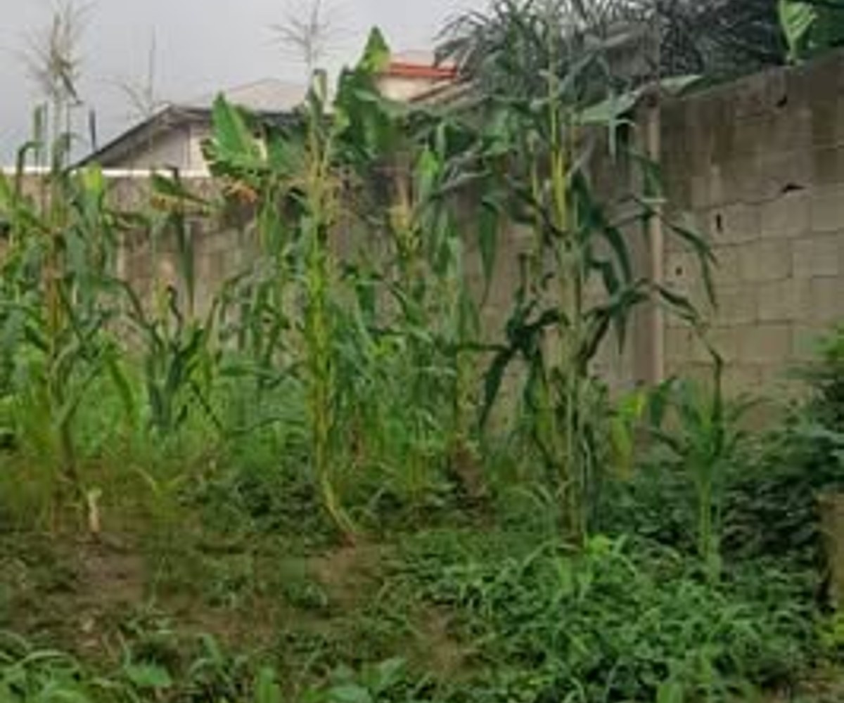 Terrain titré de 300 m² à vendre à Japoma Cocotier