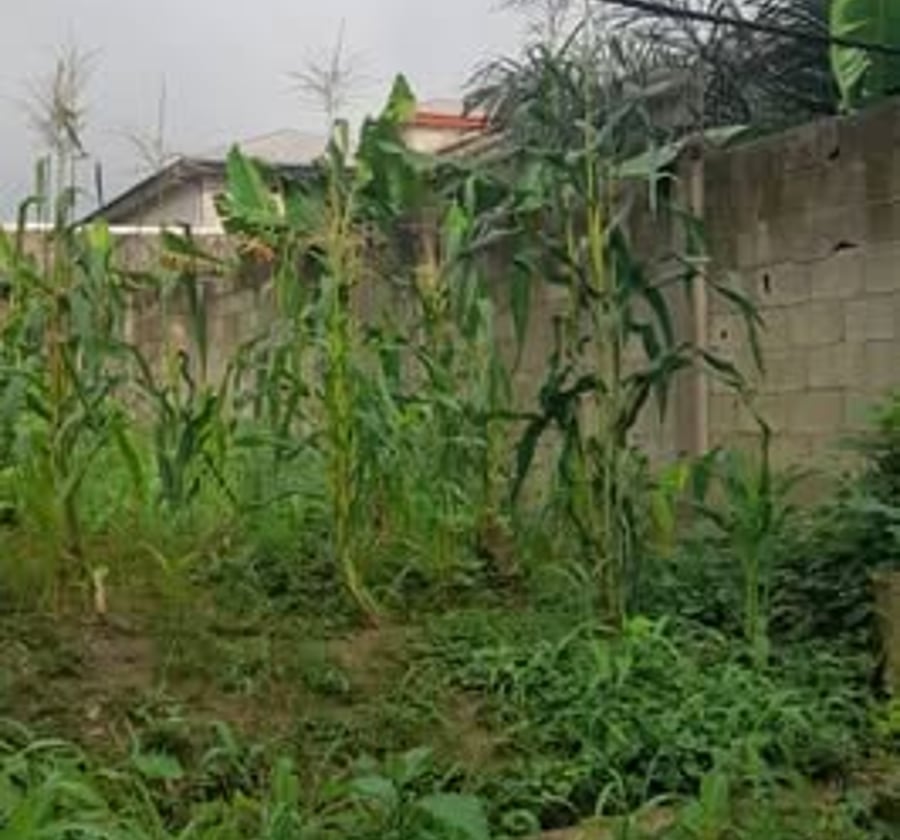 Terrain titré de 300 m² à vendre à Japoma Cocotier