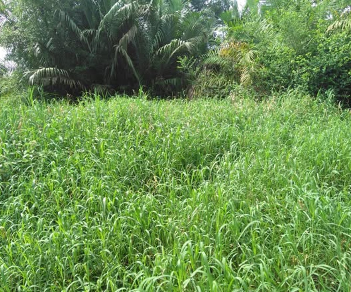 Terrain à vendre à Bonaberi, Douala