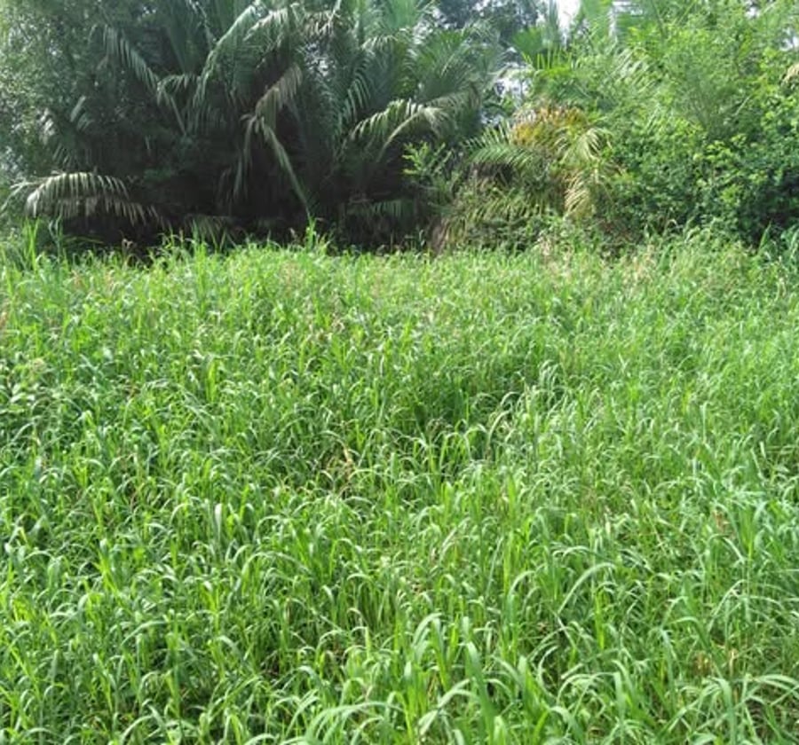 Terrain à vendre à Bonaberi, Douala