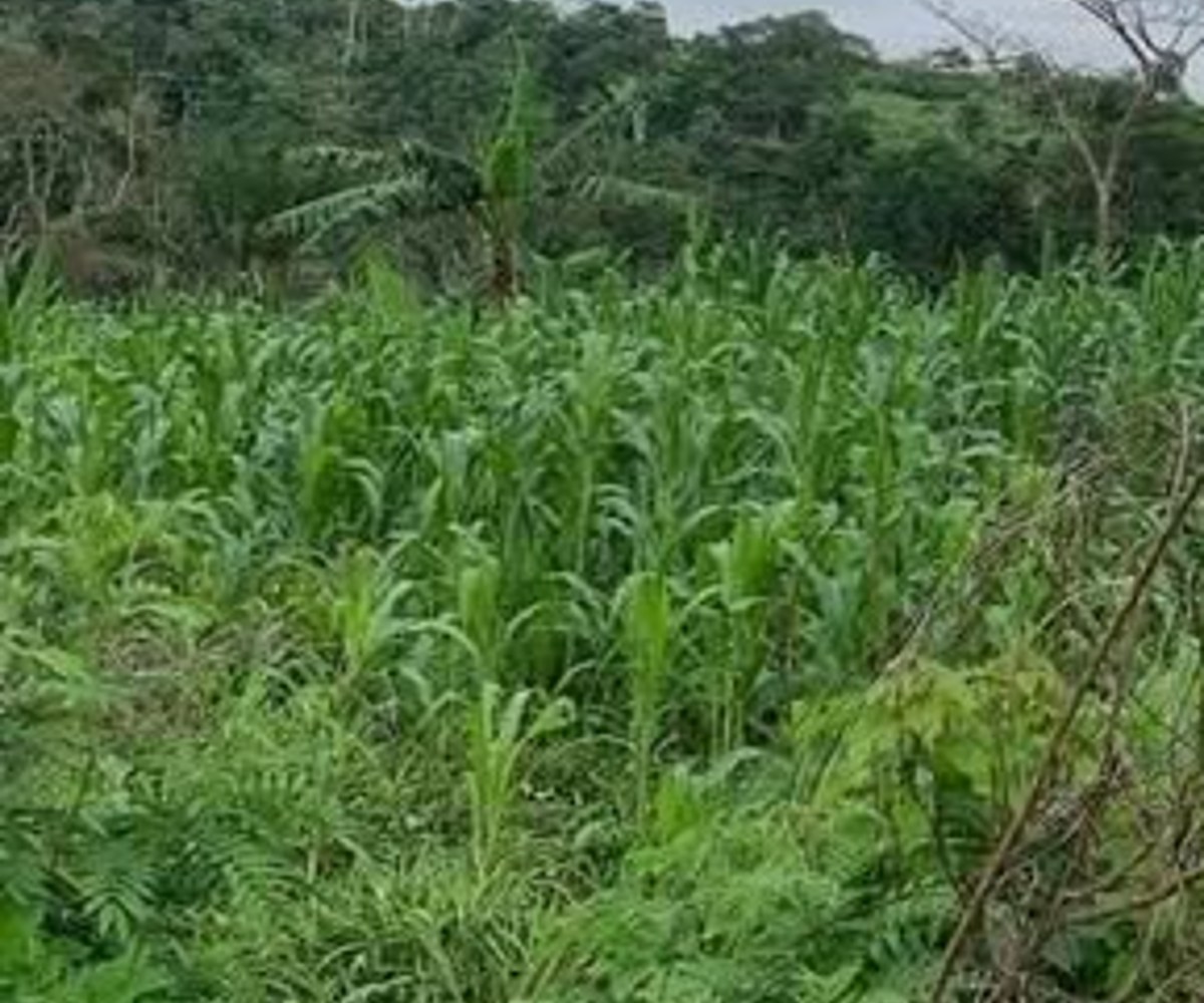 Terrain titré à vendre à Soa (Yaoundé) - 9 ha
