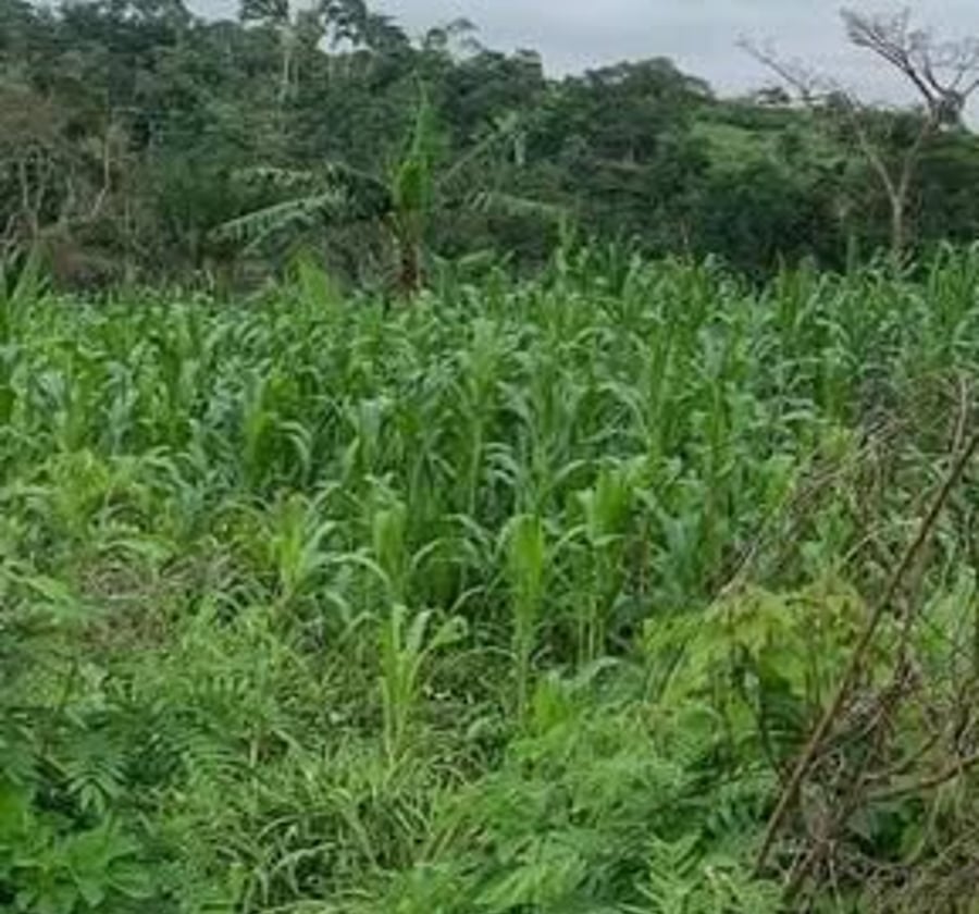 Terrain titré à vendre à Soa (Yaoundé) - 9 ha