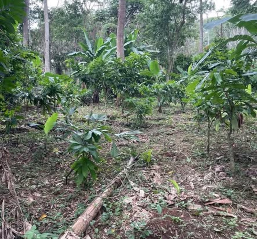 Terrain forestier à vendre - Messeng