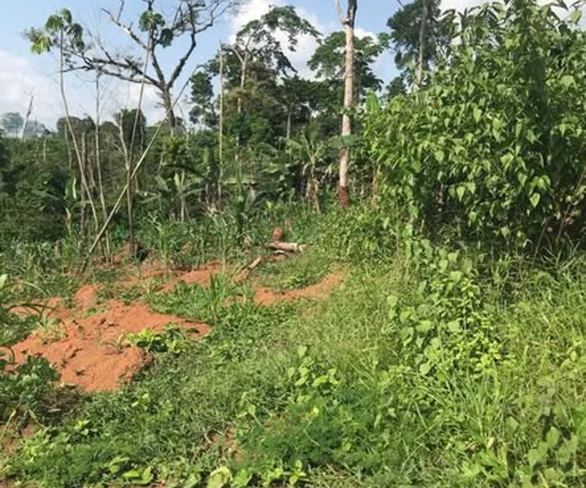 Terrain à vendre à Nyomo (proche Afanoyoa) - 3 000 m²