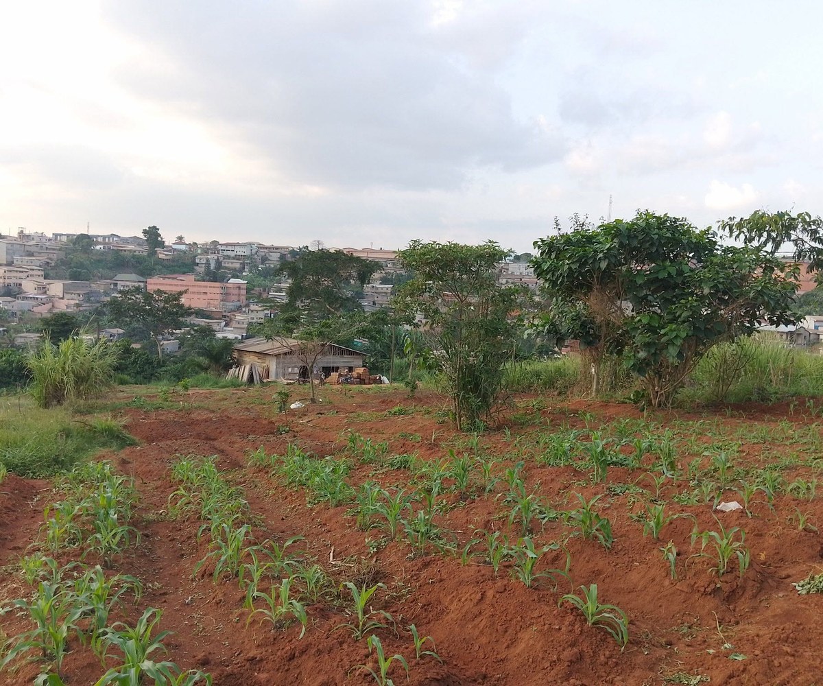 Terrain à vendre – Yaoundé Ekounou – 170 000 F CFA/m²