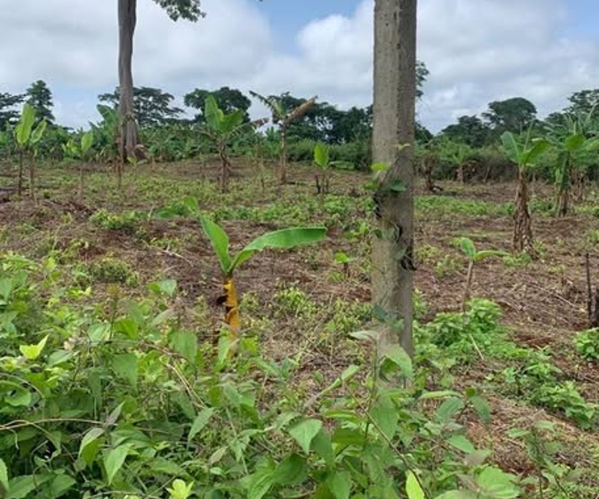 Terrain titré à vendre à Soa (Yaoundé) - 9 ha