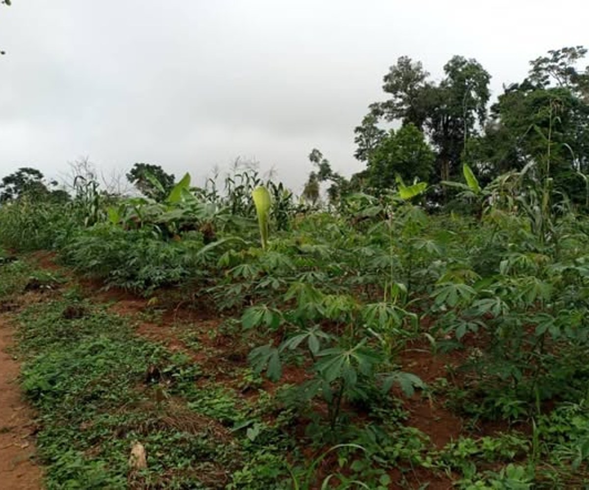 Terrain titré à vendre à Abing, Afanayo, Yaoundé
