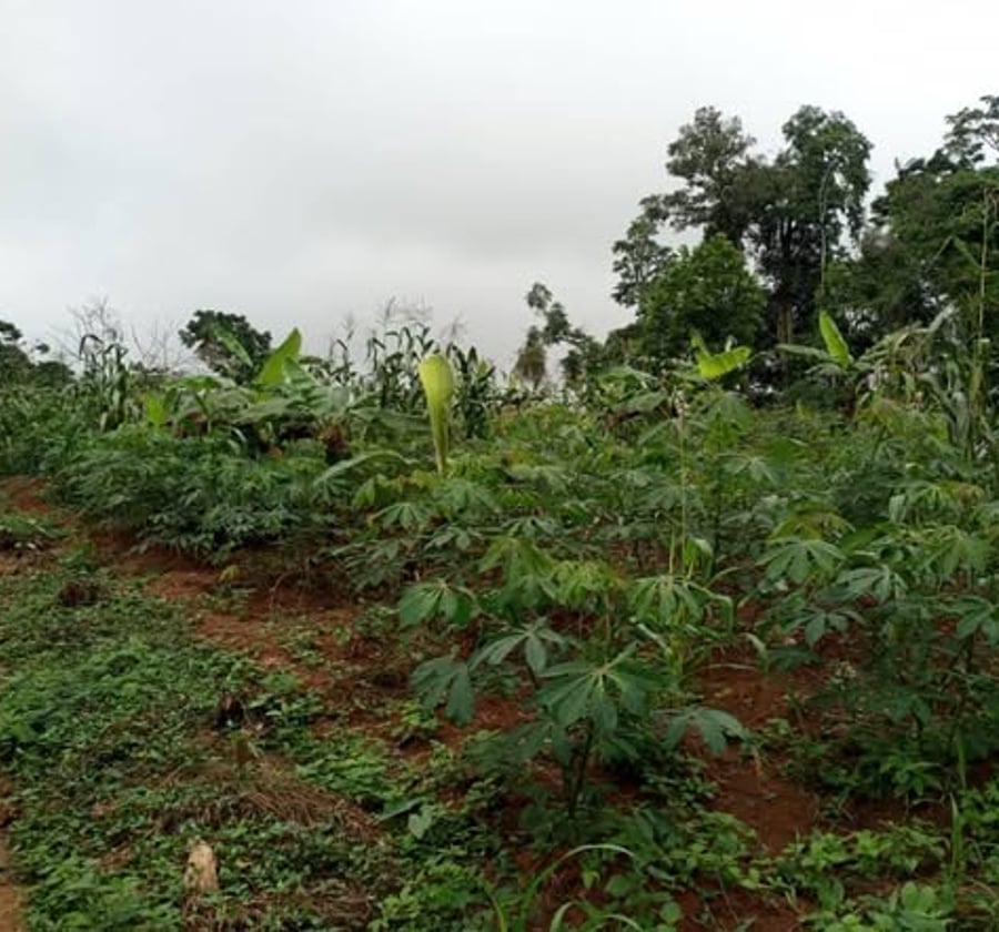 Terrain titré à vendre à Abing, Afanayo, Yaoundé
