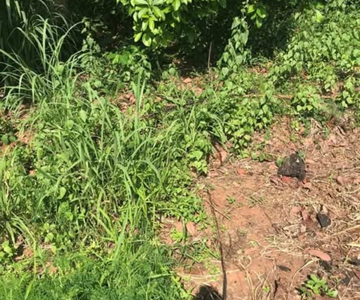 Terrain à vendre à Nyomo (proche Afanoyoa) - 3 000 m²