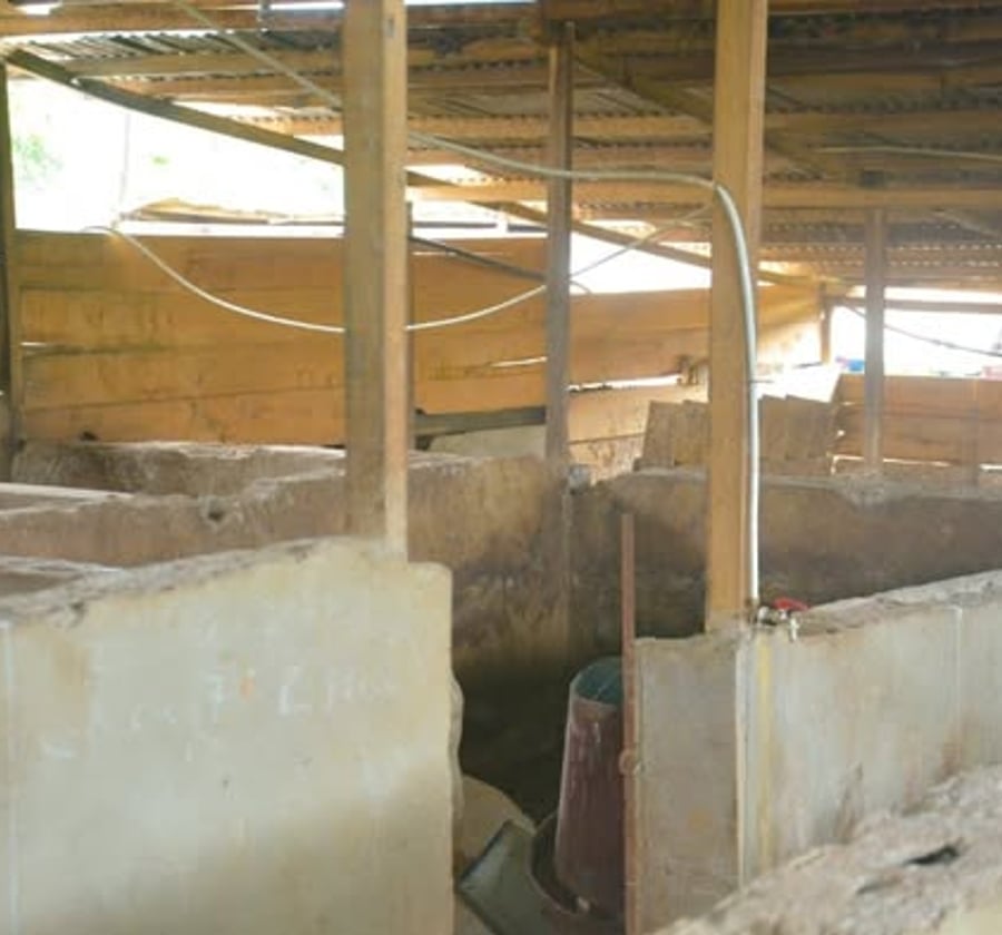 Ferme à vendre à Nkolbisson après usine des eaux Ozom 1