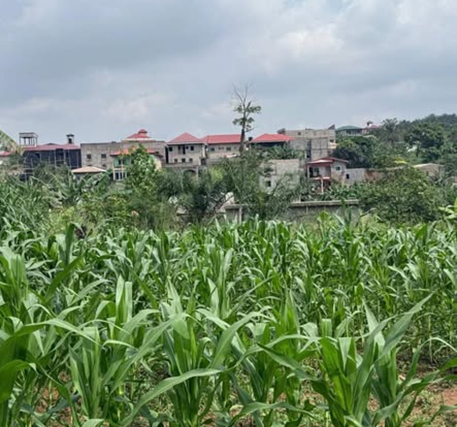Terrain titré plat à vendre - Emana, Yaoundé