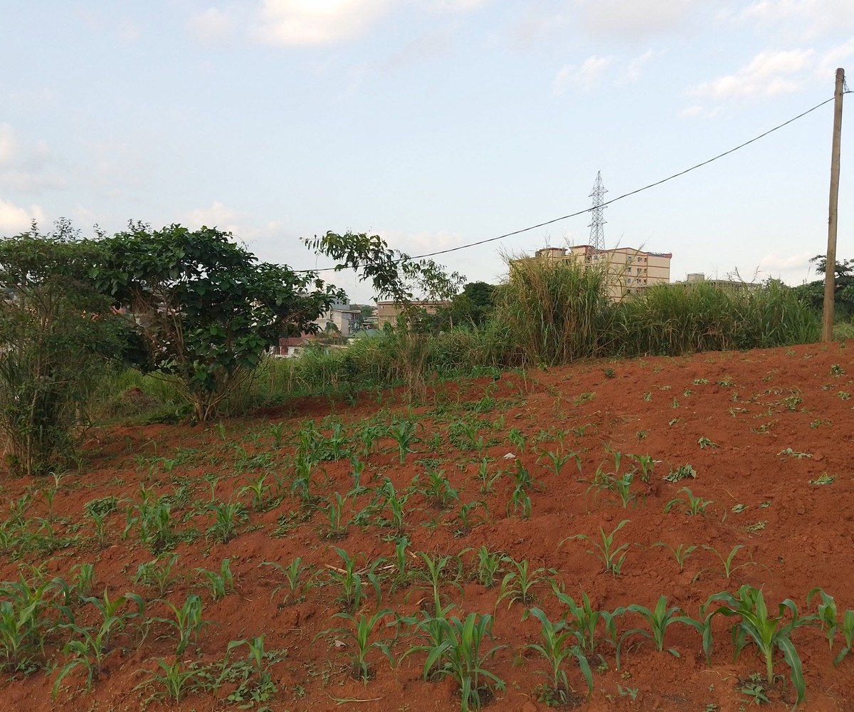 Terrain à vendre – Yaoundé Ekounou – 170 000 F CFA/m²