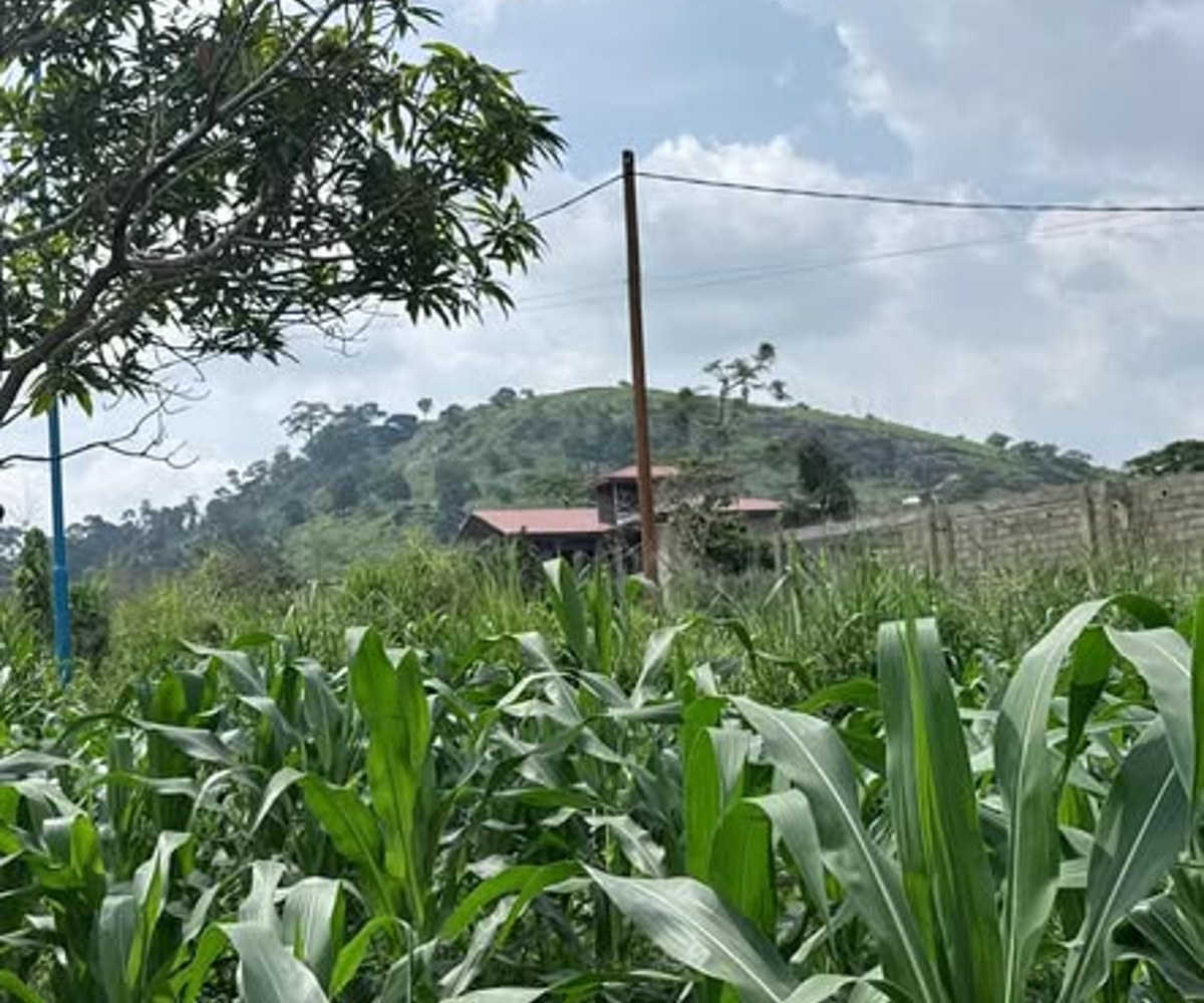 Terrain titré plat à vendre – Emana, Yaoundé
