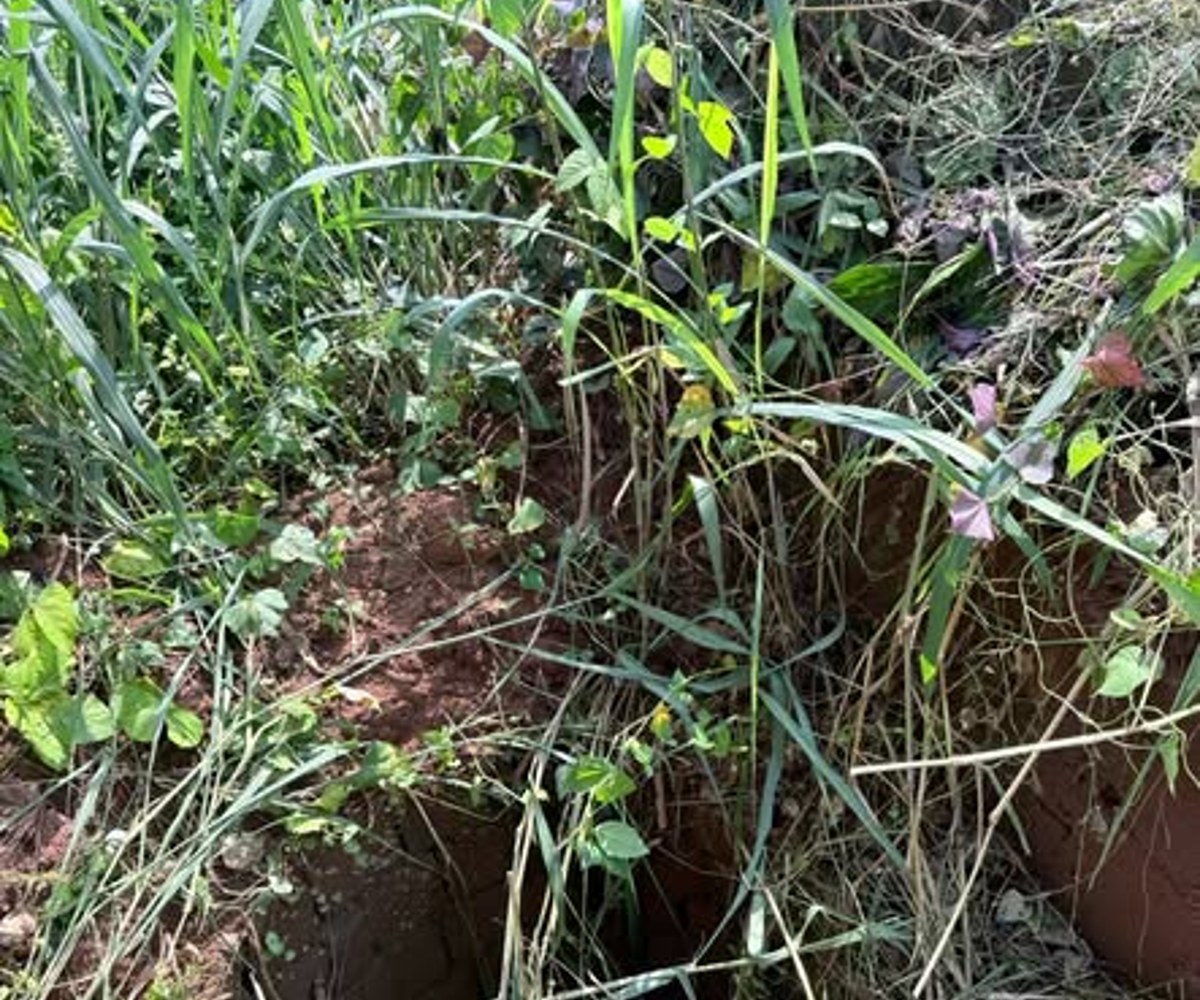 Terrain titré plat à vendre - Yaoundé Eleveur