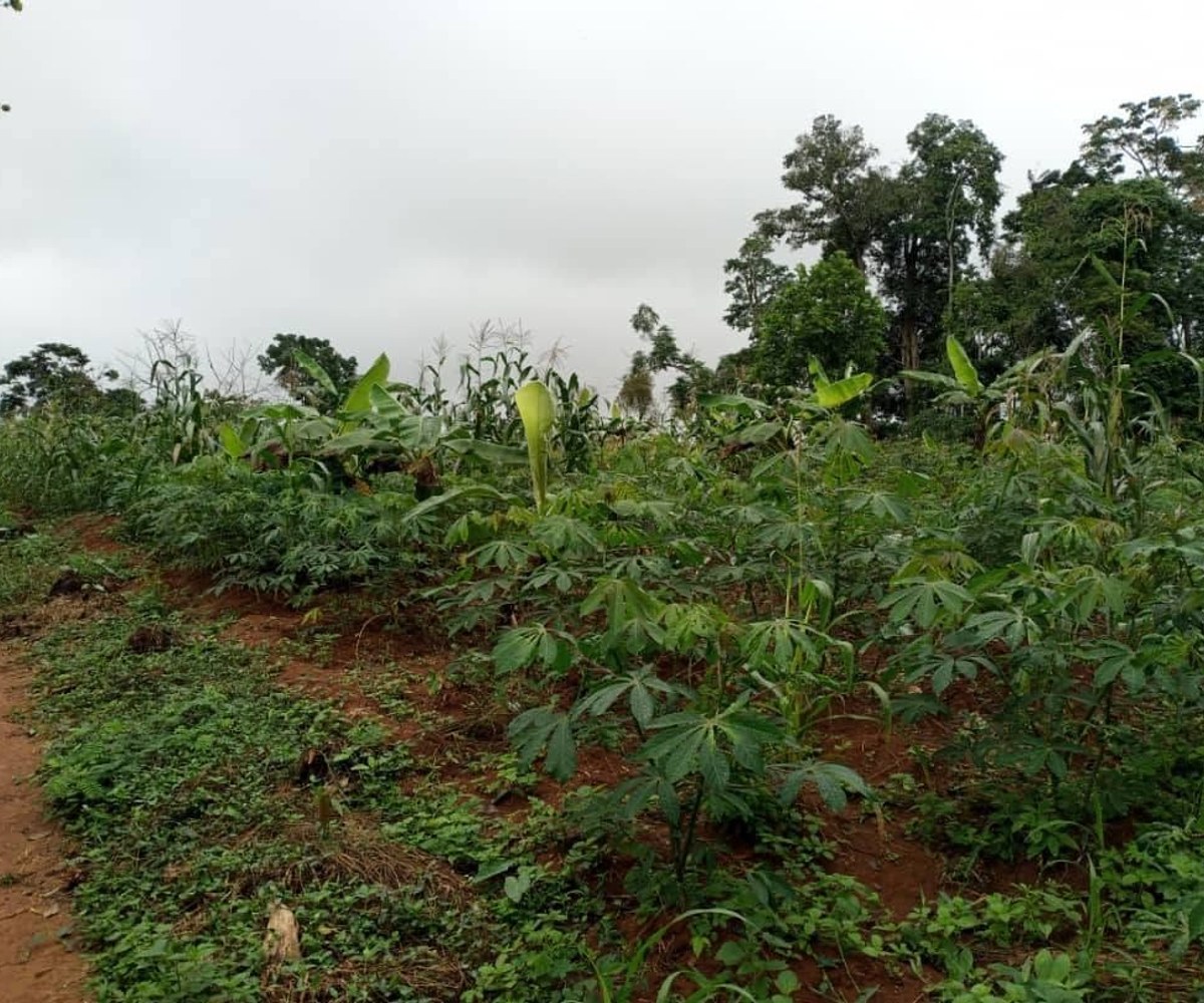 Terrain titré à vendre à Abing, Afanayo, Yaoundé