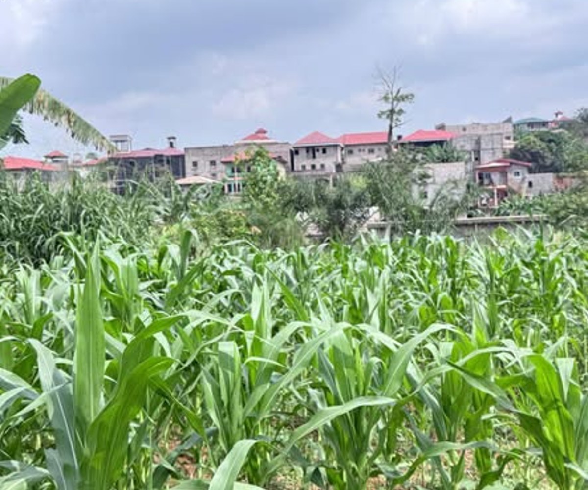Terrain titré plat à vendre - Emana, Yaoundé