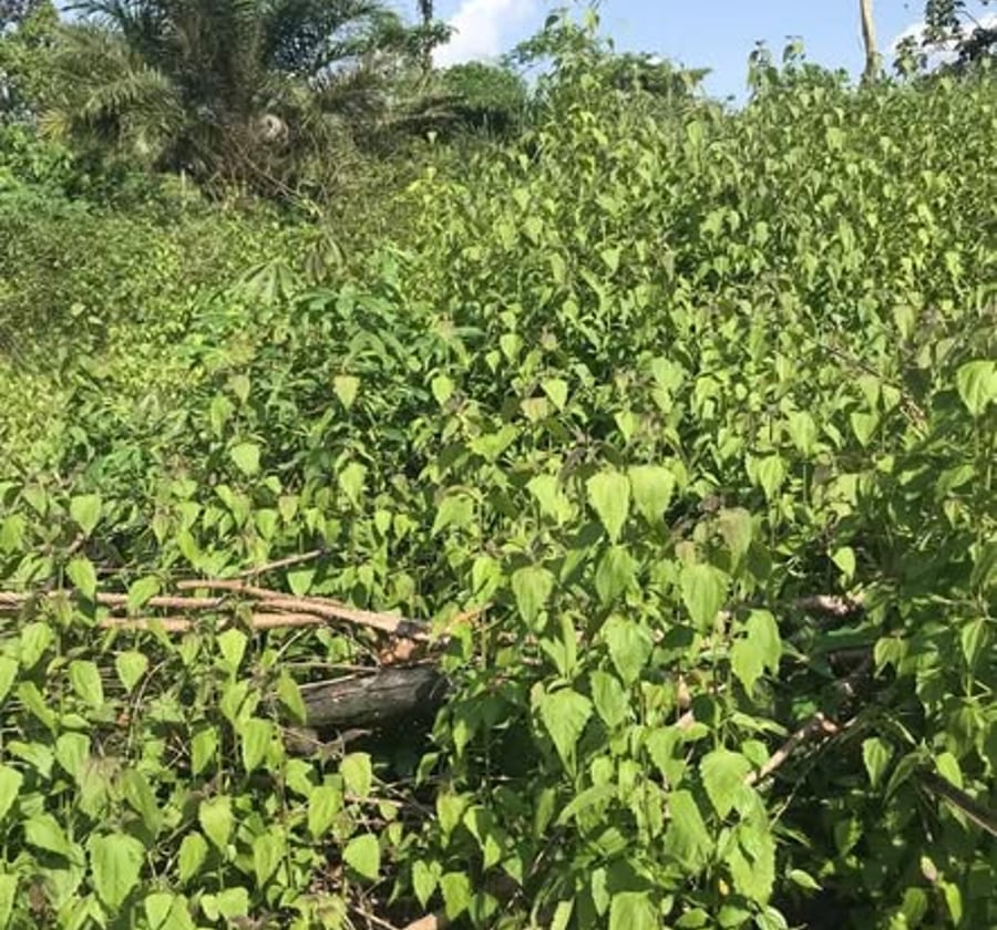Terrain à vendre à Nyomo (proche Afanoyoa) - 3 000 m²