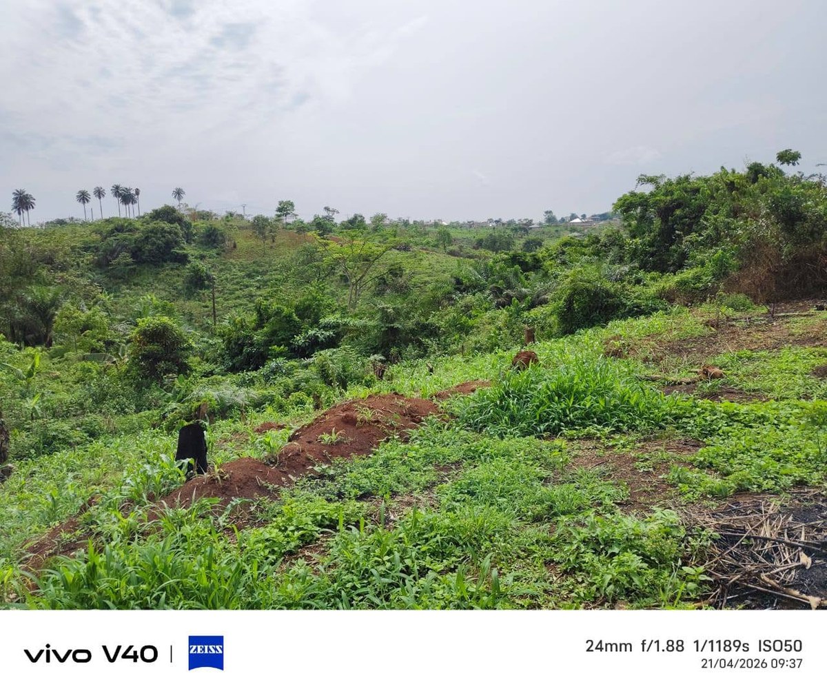 Terrain titré et lotis à vendre – Éleveur, Yaoundé