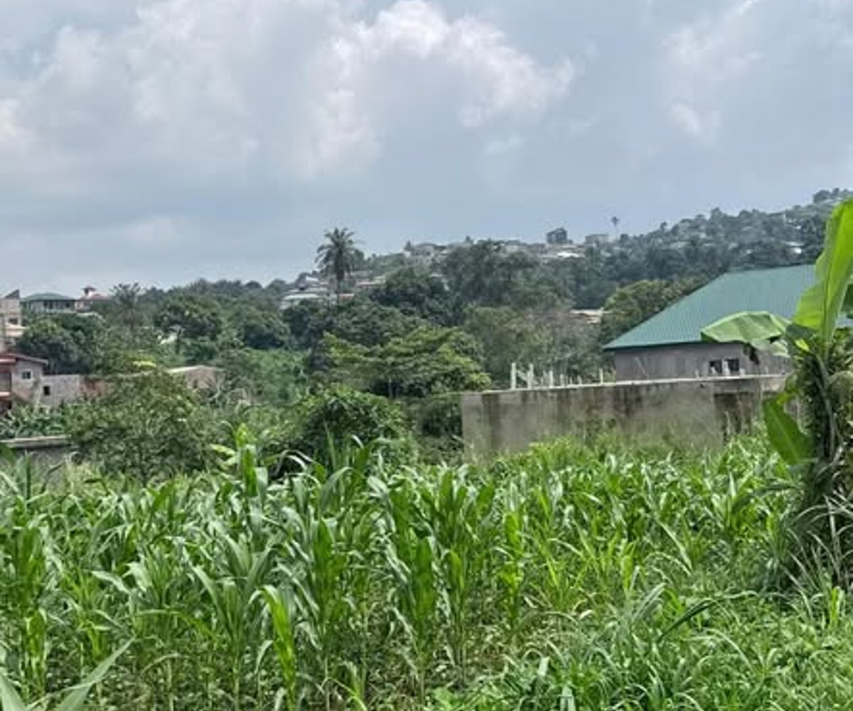Terrain titré plat à vendre – Emana, Yaoundé