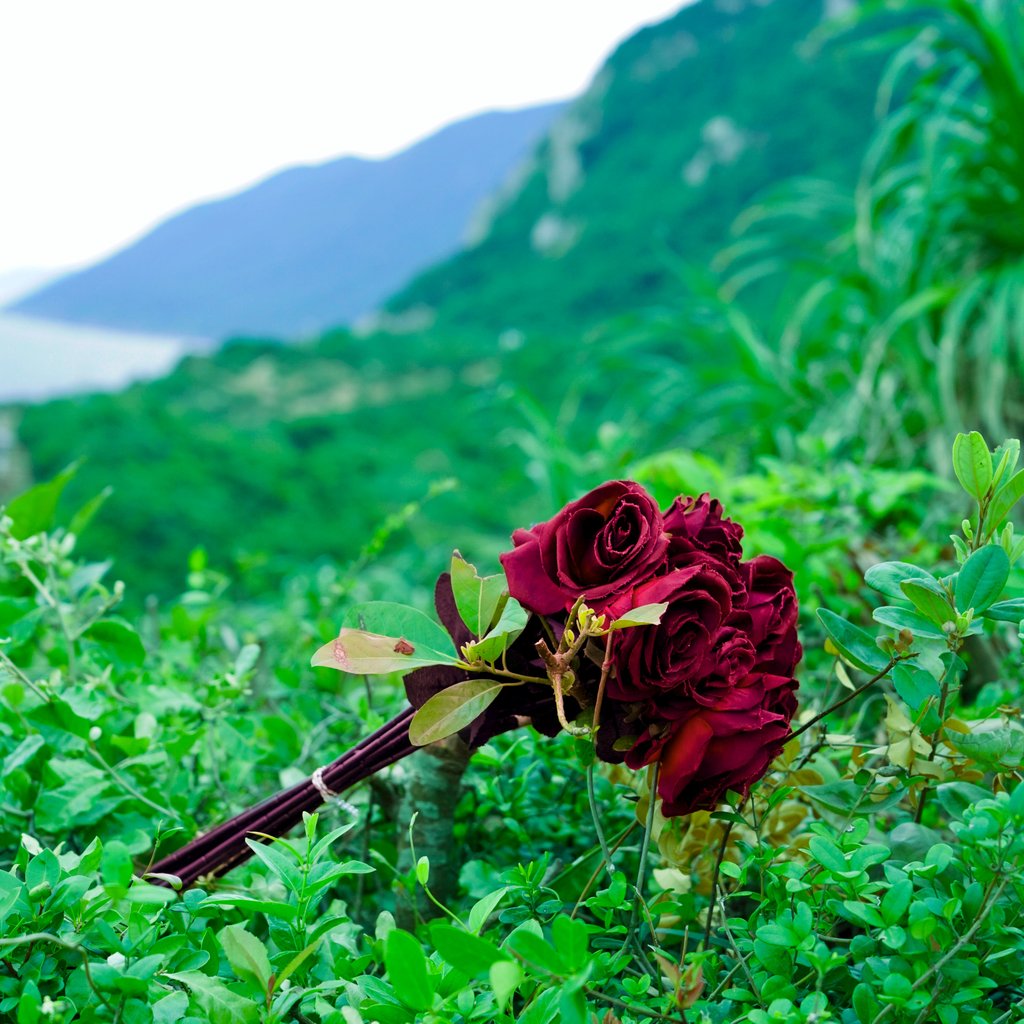 2025-05-25: Rotten Rose