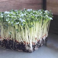 Reddikspirer 500g Grønt Fra Laks