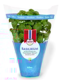 Basilikum 9cm Potte Gartner