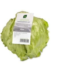 Salat Isberg Økologisk
